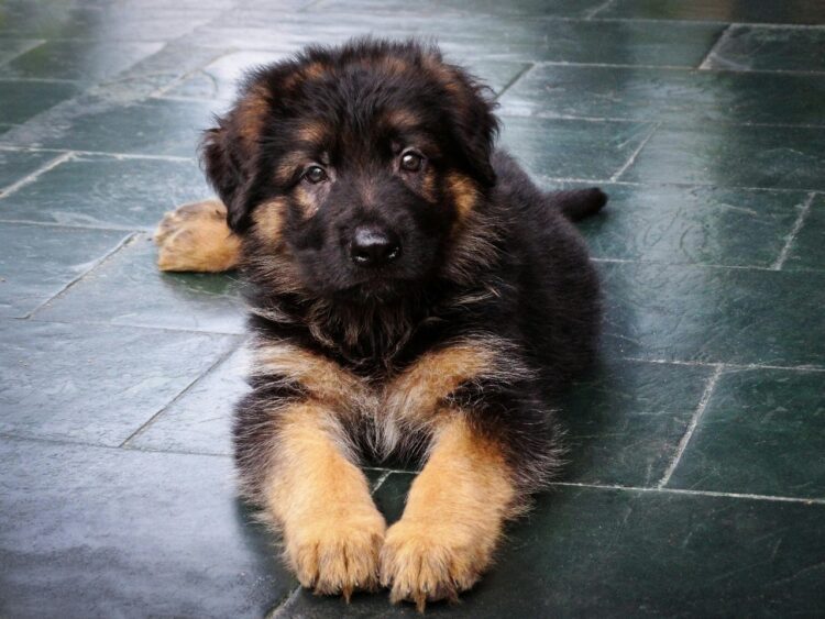 German Shepherd in india
