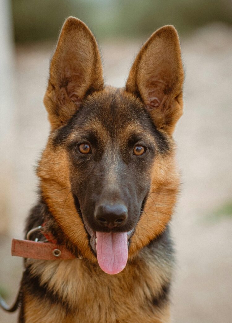 German Shepherd for sale