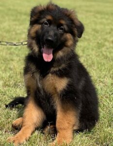 German Shepherd Single Coat Puppies For Sale in Delhi