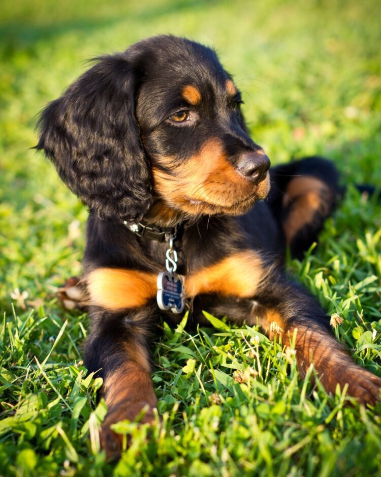 Gordon Setter Puppies For Sale