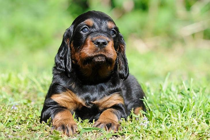 Gordon Setter Puppies For Sale