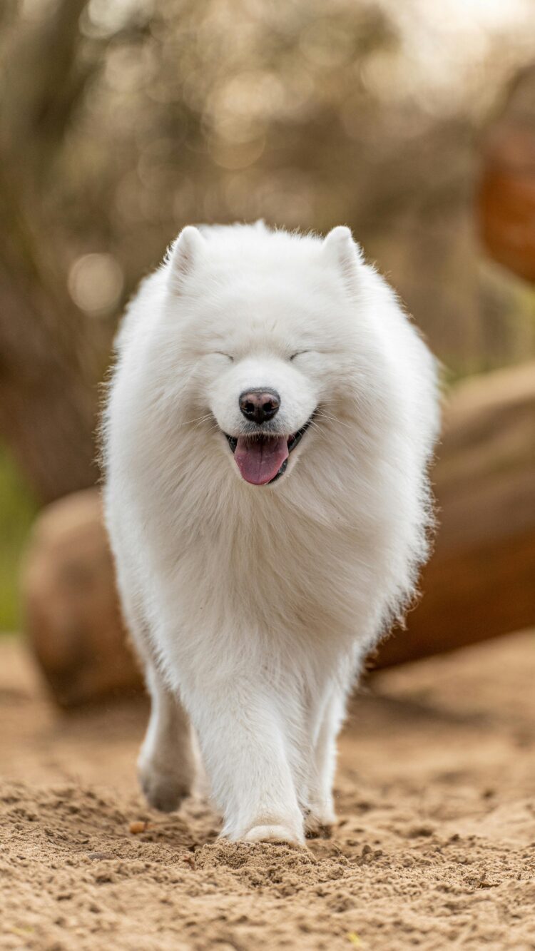 Indian Spitz sale in india