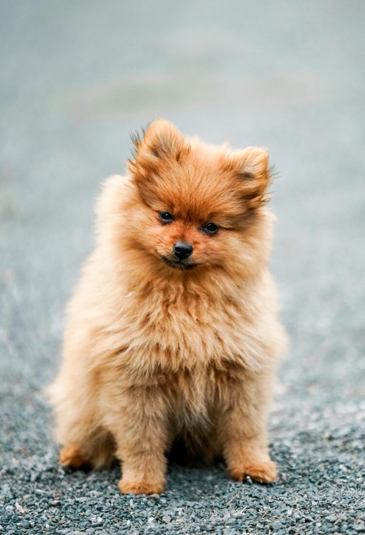Indian Spitz in delhi
