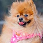 Indian Spitz Puppies For Sale