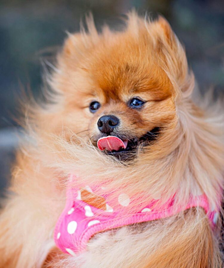 Indian Spitz Puppies For Sale