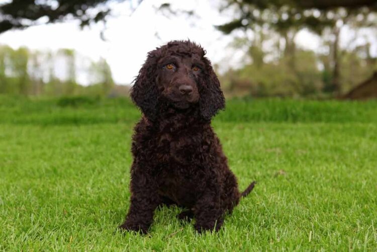Irish Water Spaniel Puppies For Sale