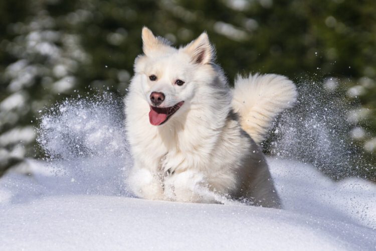 Icelandic Sheepdog Puppies For Sale