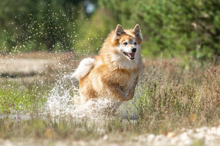 Icelandic Sheepdog Puppies For Sale