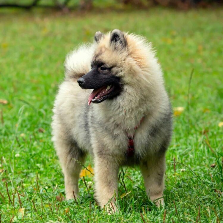 Keeshond Puppies For Sale