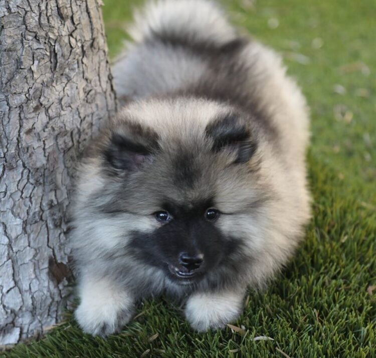 Keeshond Puppies For Sale