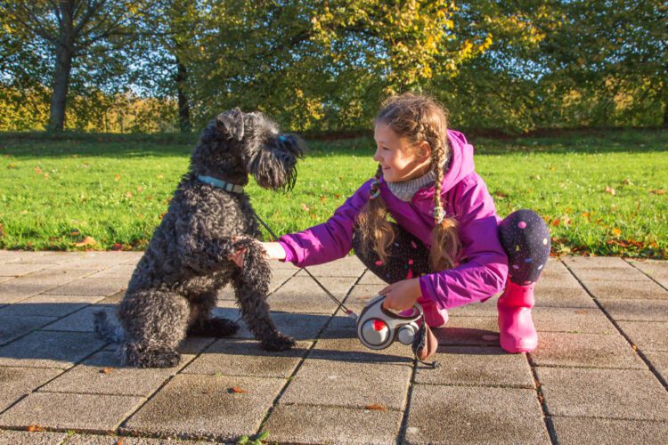 Kerry Blue Terrier Puppies For Sale