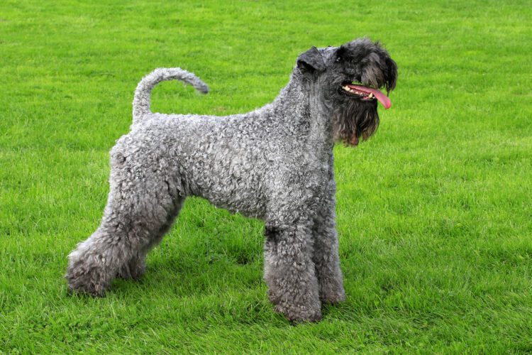 Kerry Blue Terrier Puppies For Sale