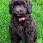 Cute Labradoodle Puppies For Sale in Delhi