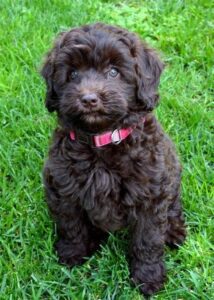 Cute Labradoodle Puppies For Sale in Delhi
