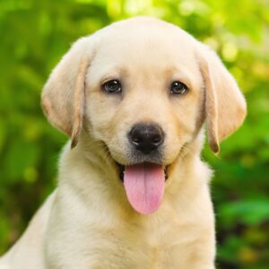 Fawn Labrador Retriever Puppies For Sale in Delhi