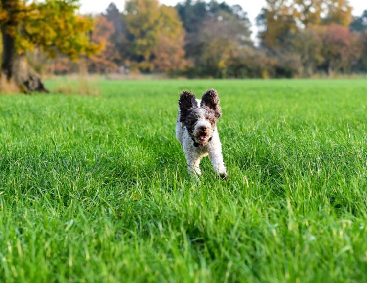 Lagotto Romagnolo