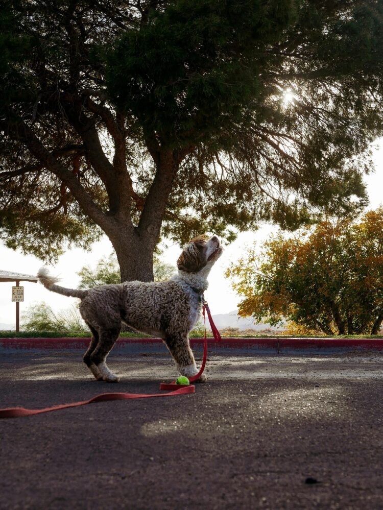 Lagotto Romagnolo