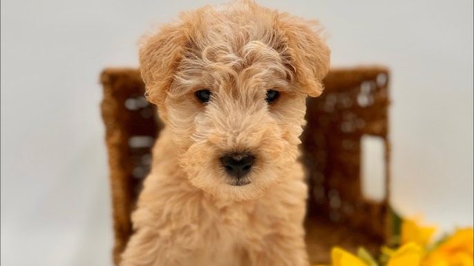Lakeland Terrier Puppies For Sale