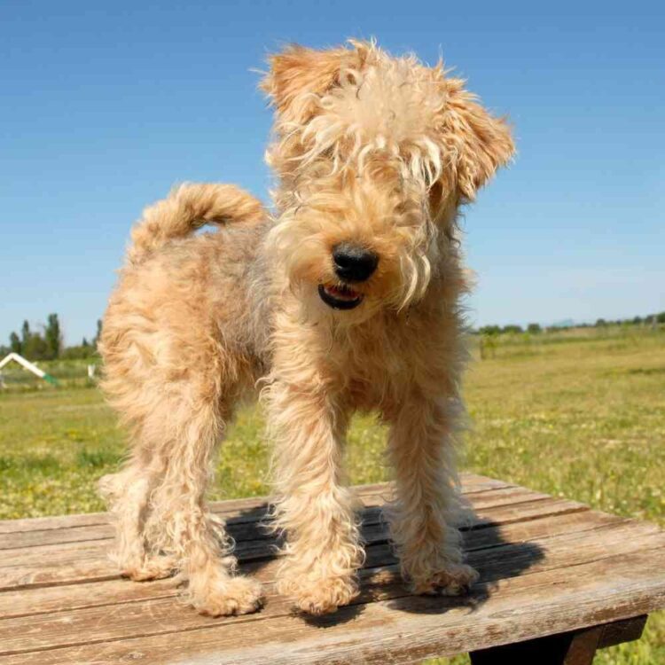 Lakeland Terrier Puppies For Sale