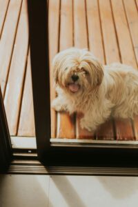 Lhasa Apso White Puppies For Sale