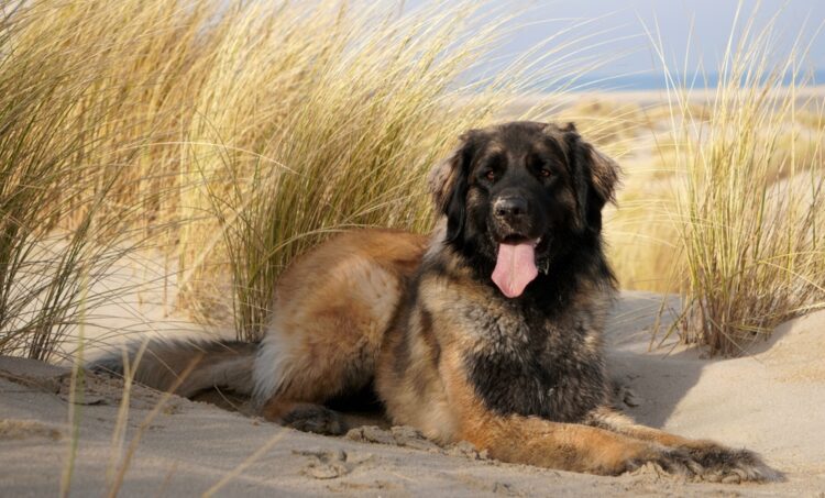Leonberger Puppies For Sale