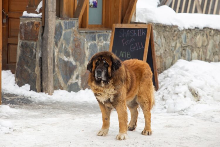 Leonberger Puppies For Sale