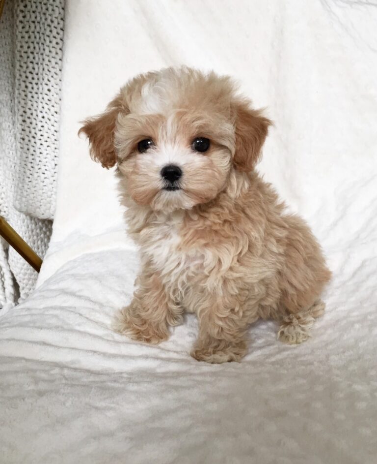 buy maltipoo delhi india