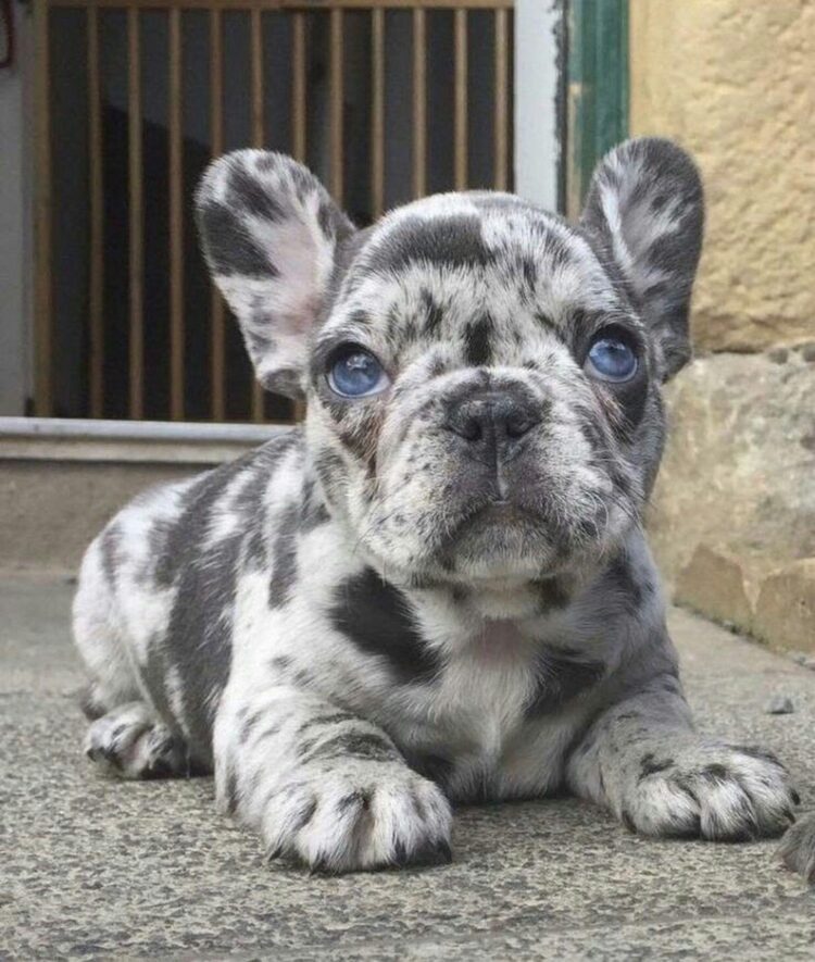 French Bulldog Puppies for Sale in Delhi NCR