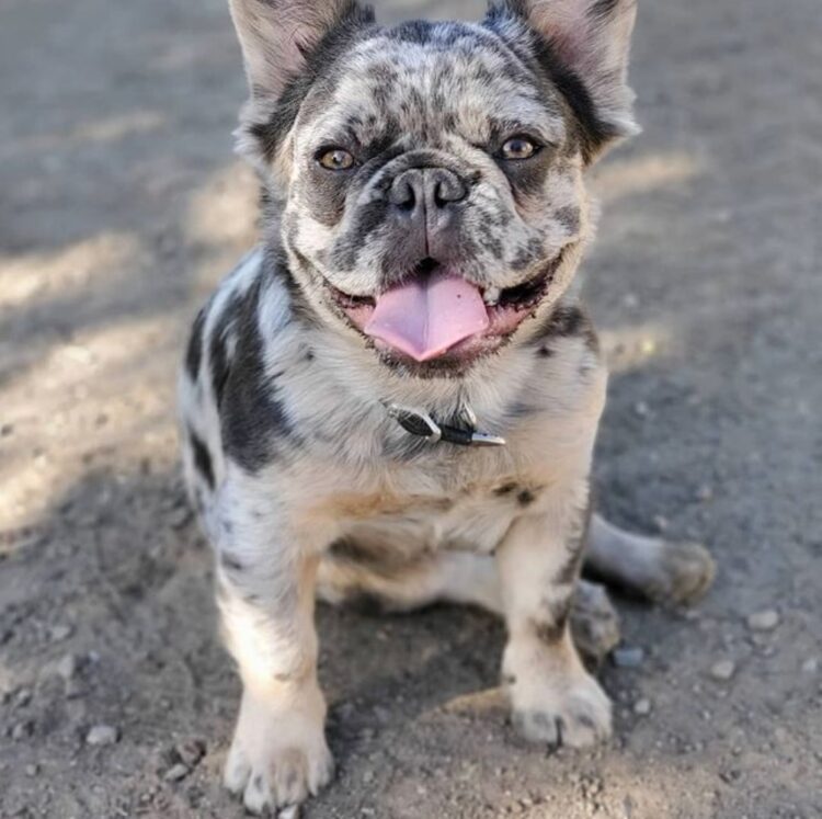 Buy registered Merle French Bulldog Puppies near me