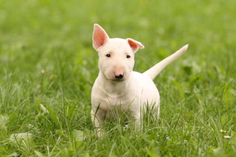 Bull Terrier Puppies near me