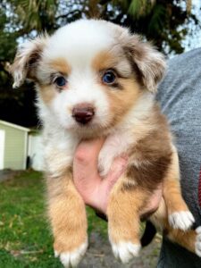 Miniature American Shepherd Puppies for sale