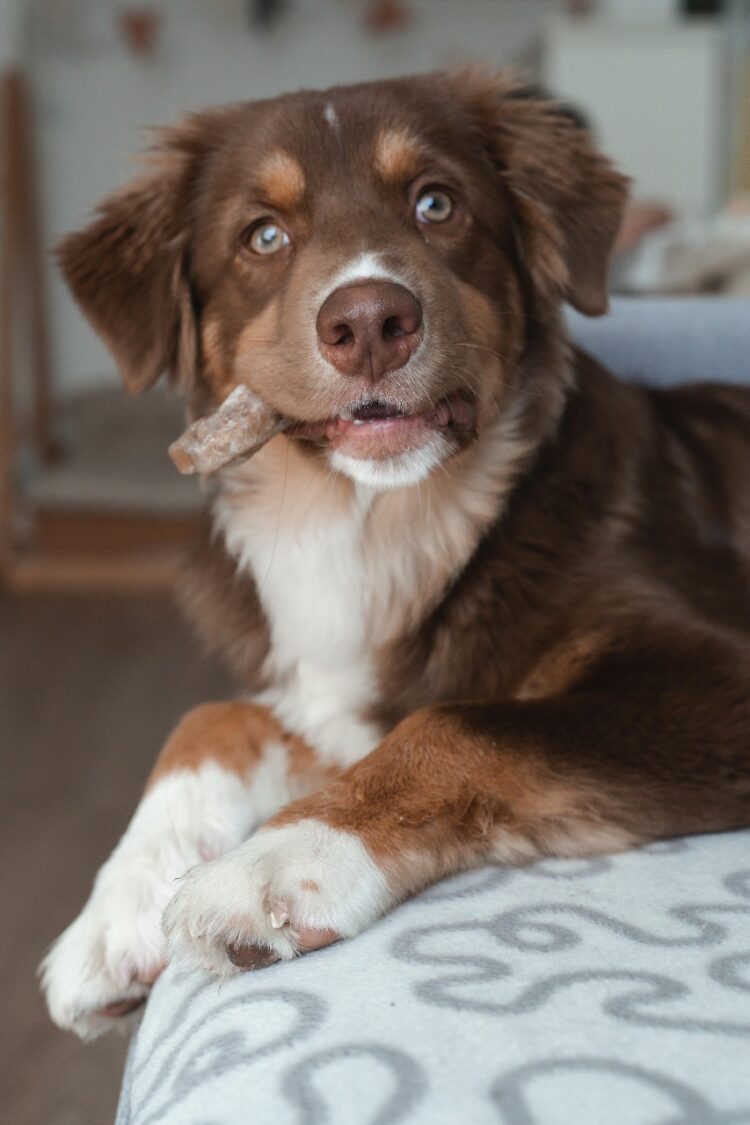 Miniature American Shepherd Puppies in india