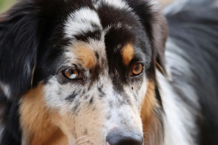 Miniature American Shepherd Puppies in delhi
