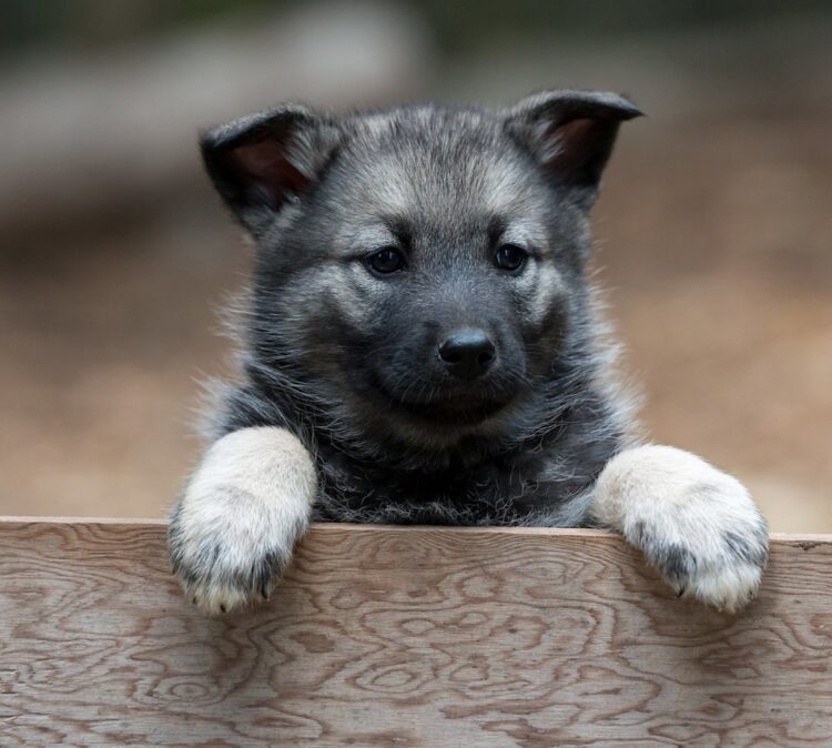 Norwegian Elkhound Puppies For Sale