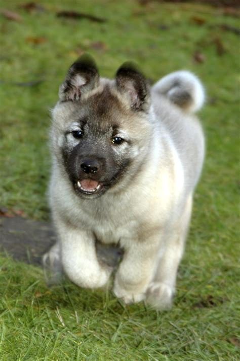 Norwegian Elkhound Puppies For Sale