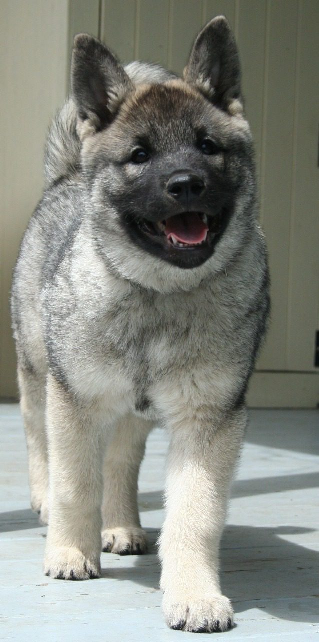 Norwegian Elkhound Puppies For Sale