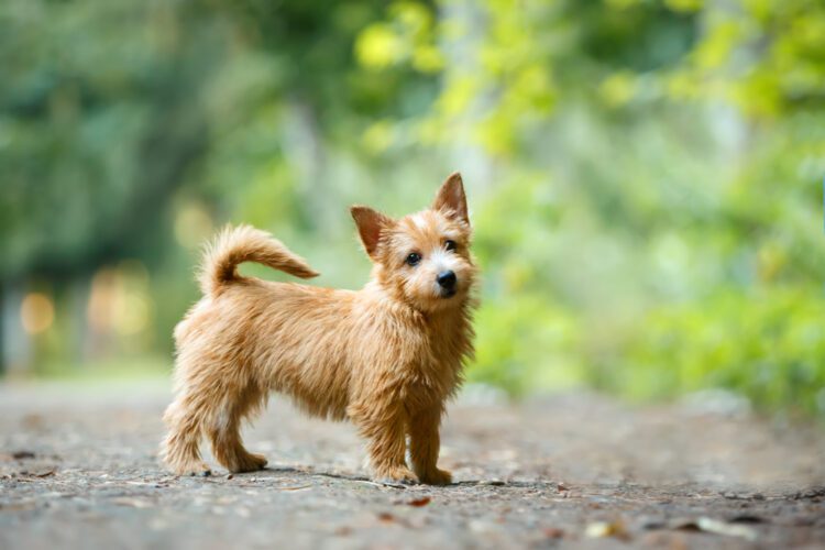 Norwich Terrier Puppies For Sale
