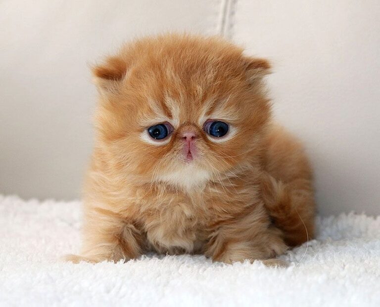 Punch Face Persian Cat for sale in Delhi, India