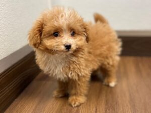 Pomapoo Puppies For Sale
