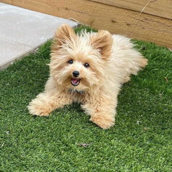 Pomapoo Puppies in delhi