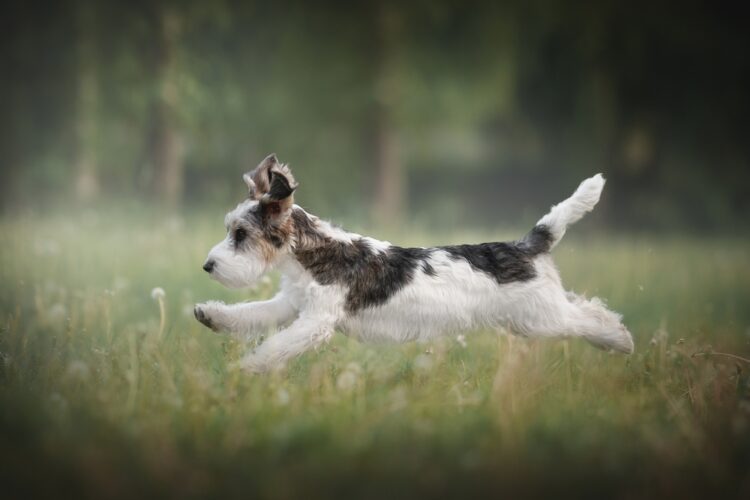 Petit Basset Griffon Vendeen Puppies For Sale
