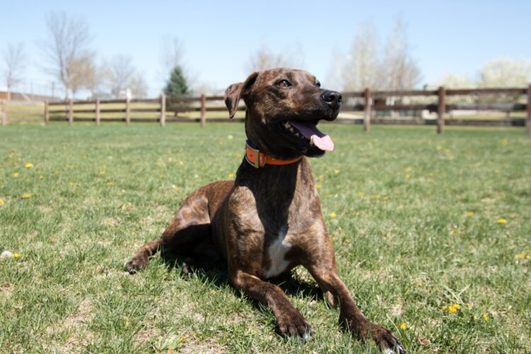 Plott Hound Puppies For Sale