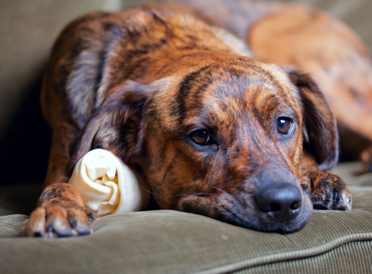 Plott Hound Puppies For Sale