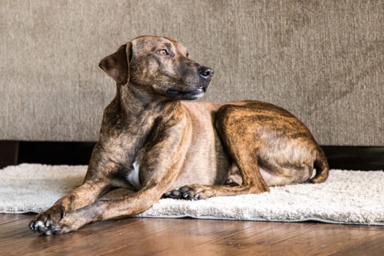 Plott Hound Puppies For Sale