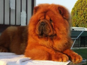 Chow Chow Red Puppies For Sale in Delhi, India