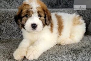 Saint Berdoodle Puppy for sale in Delhi