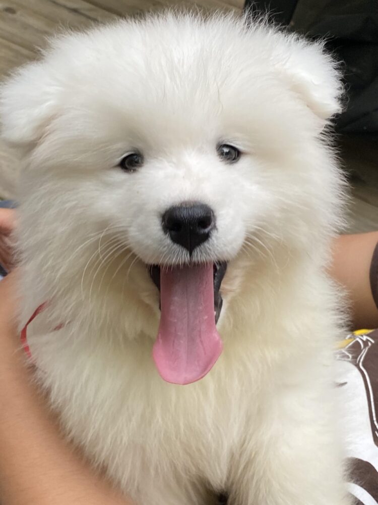 Beautiful Samoyed puppies- vaccinated for sale