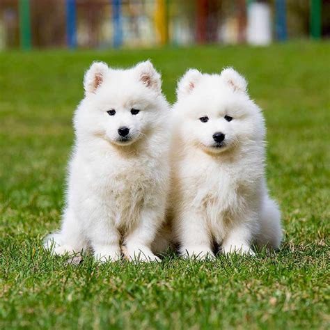 Beautiful white Samoyed Puppies for sale