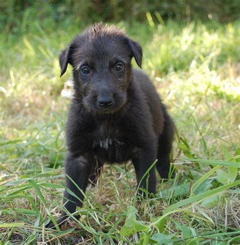 Scottish Deerhound Puppies For Sale