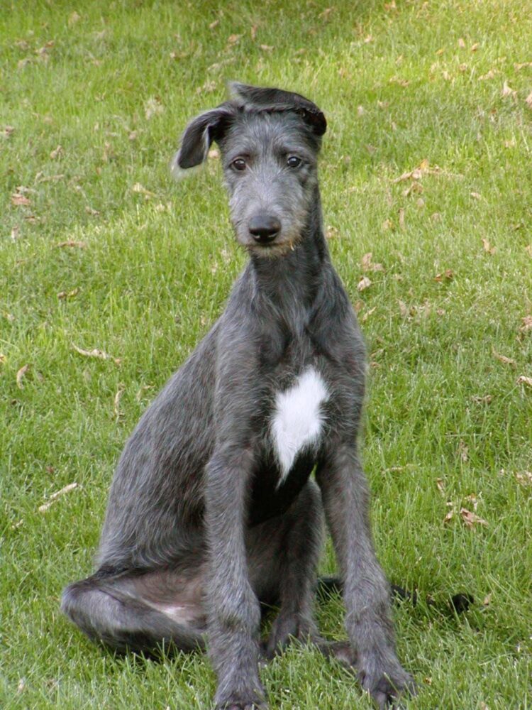 Scottish Deerhound Puppies For Sale